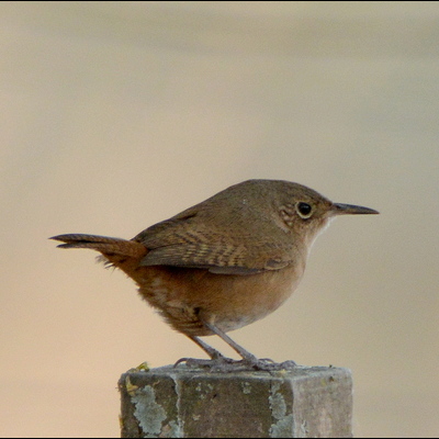 House Wren (3)